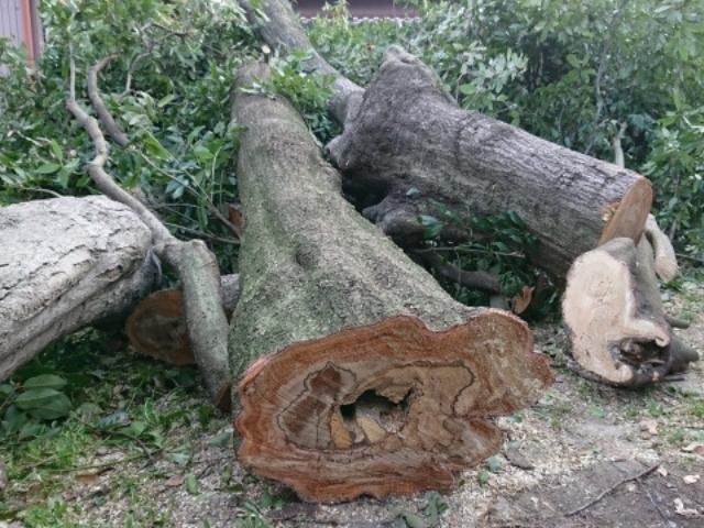 庭木の撤去